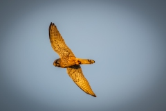 Male Kestrel in Flight Under View