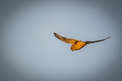 Male Kestrel in Flight Back View