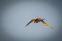 Male Kestrel in Flight Back View