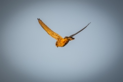 Male Kestrel in Flight Back View