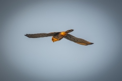 Male Kestrel in Flight Back View