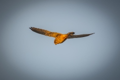 Male Kestrel in Flight Back View