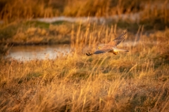 Male Kestrel in Flight Carrying Prey Side View