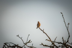 Male Linnet on Branch Front View