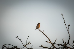 Male Linnet on Branch Front View