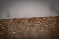 Hares in Field