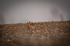 Hares in Field