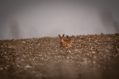 Hares in Field