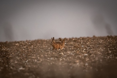 Hares in Field