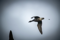 Brent Goose in Flight pooping Side View