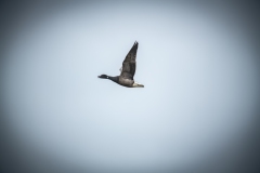 Brent Goose in Flight Side View