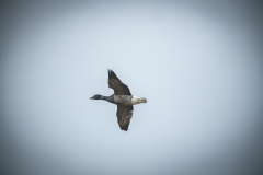 Brent Goose in Flight Side View